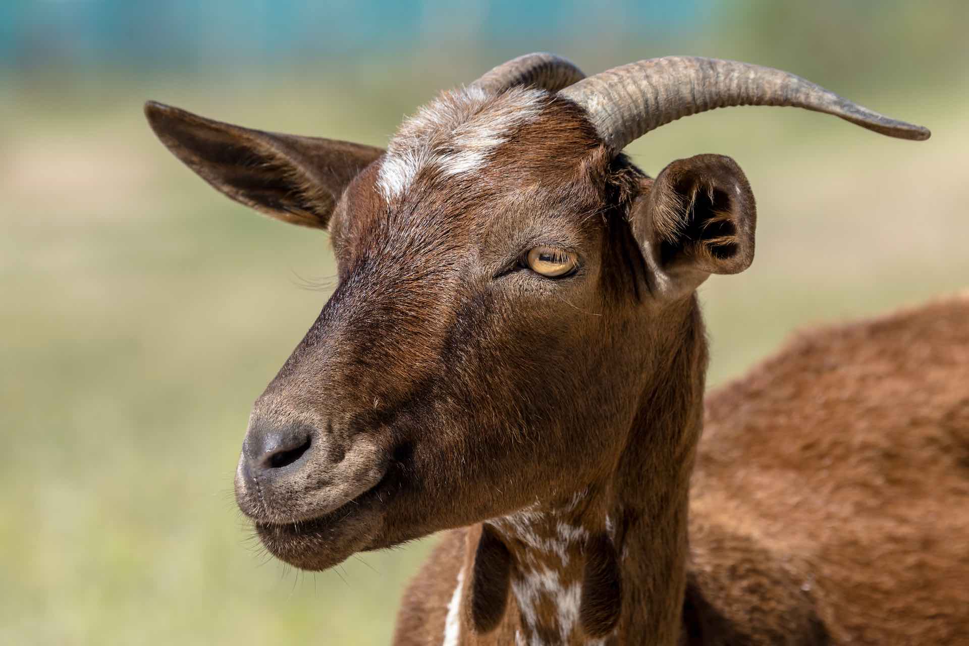 Pakistani dream of matching Indian IIT turns into a goat market due to negligence